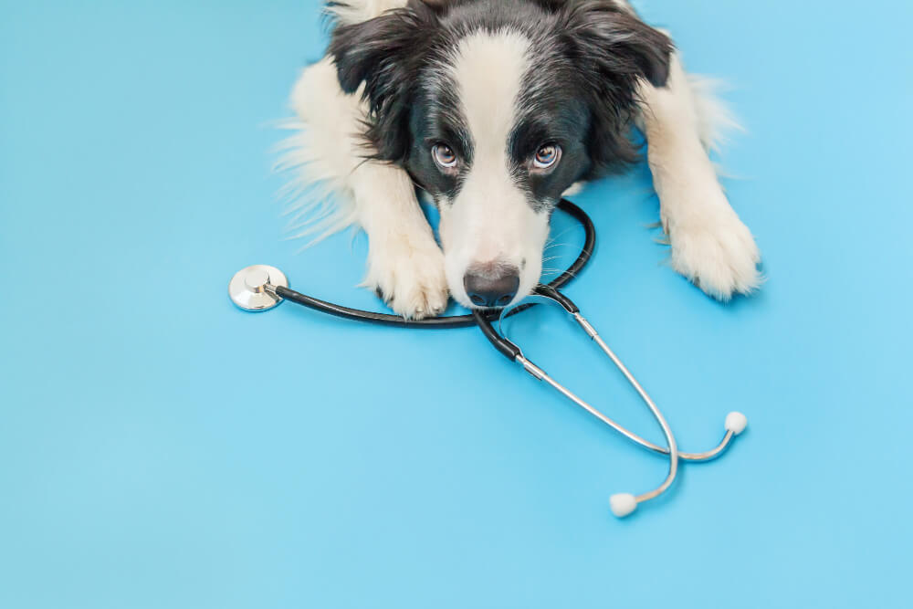 Wellness Exams in Miami